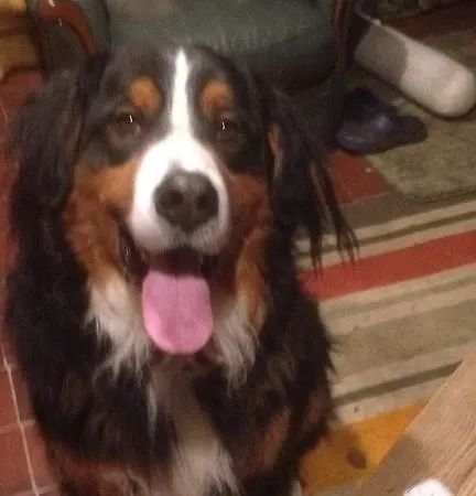 Weeping Willow *